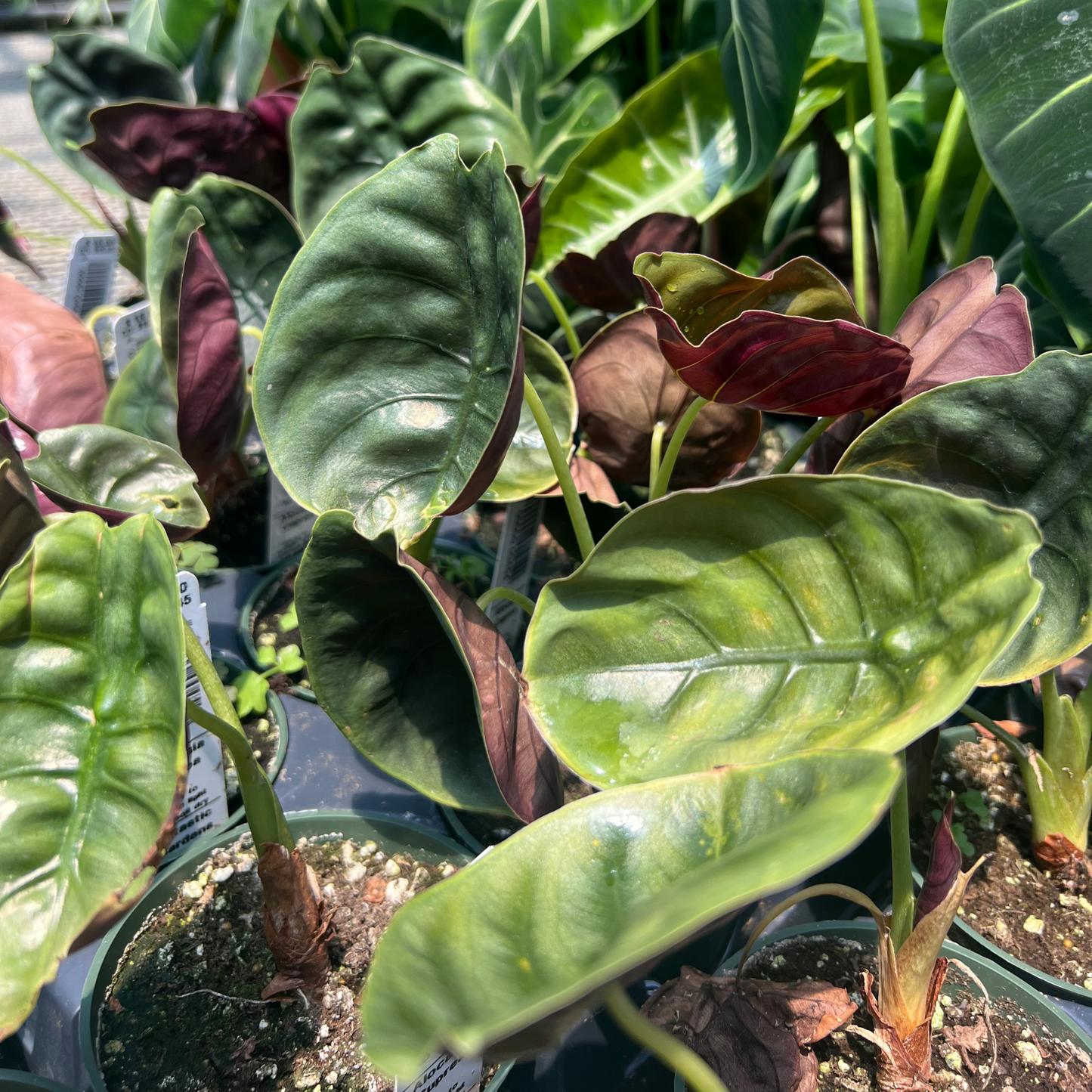 Alocasia cuprea