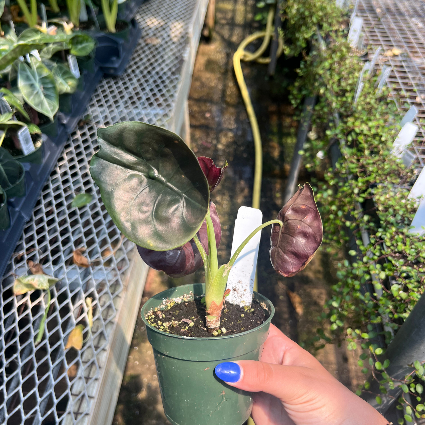 Alocasia cuprea