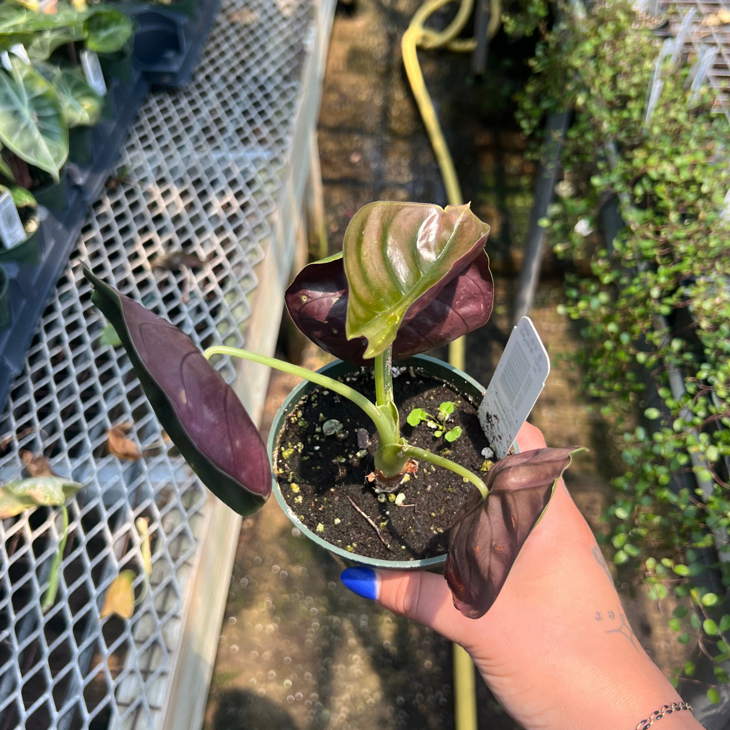 Alocasia cuprea