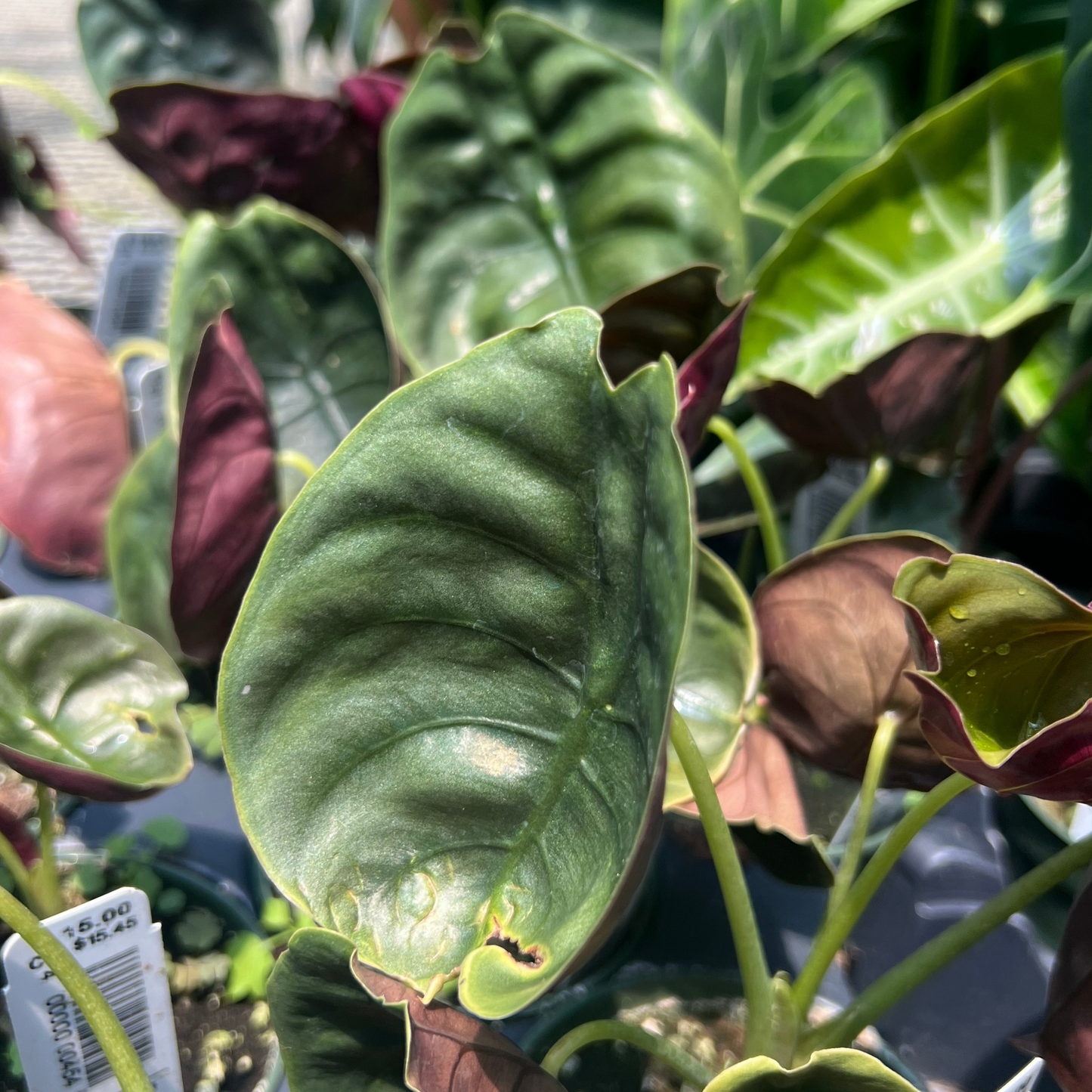 Alocasia cuprea