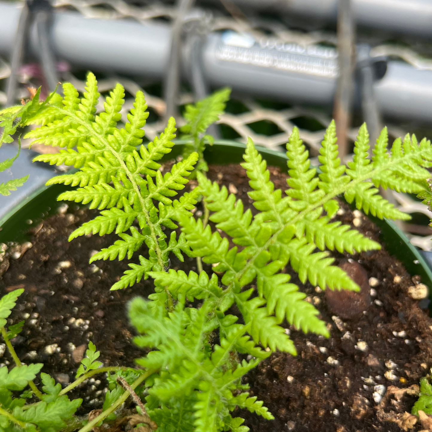 Austrailian Tree Fern- Cyathea cooperi Brentwood