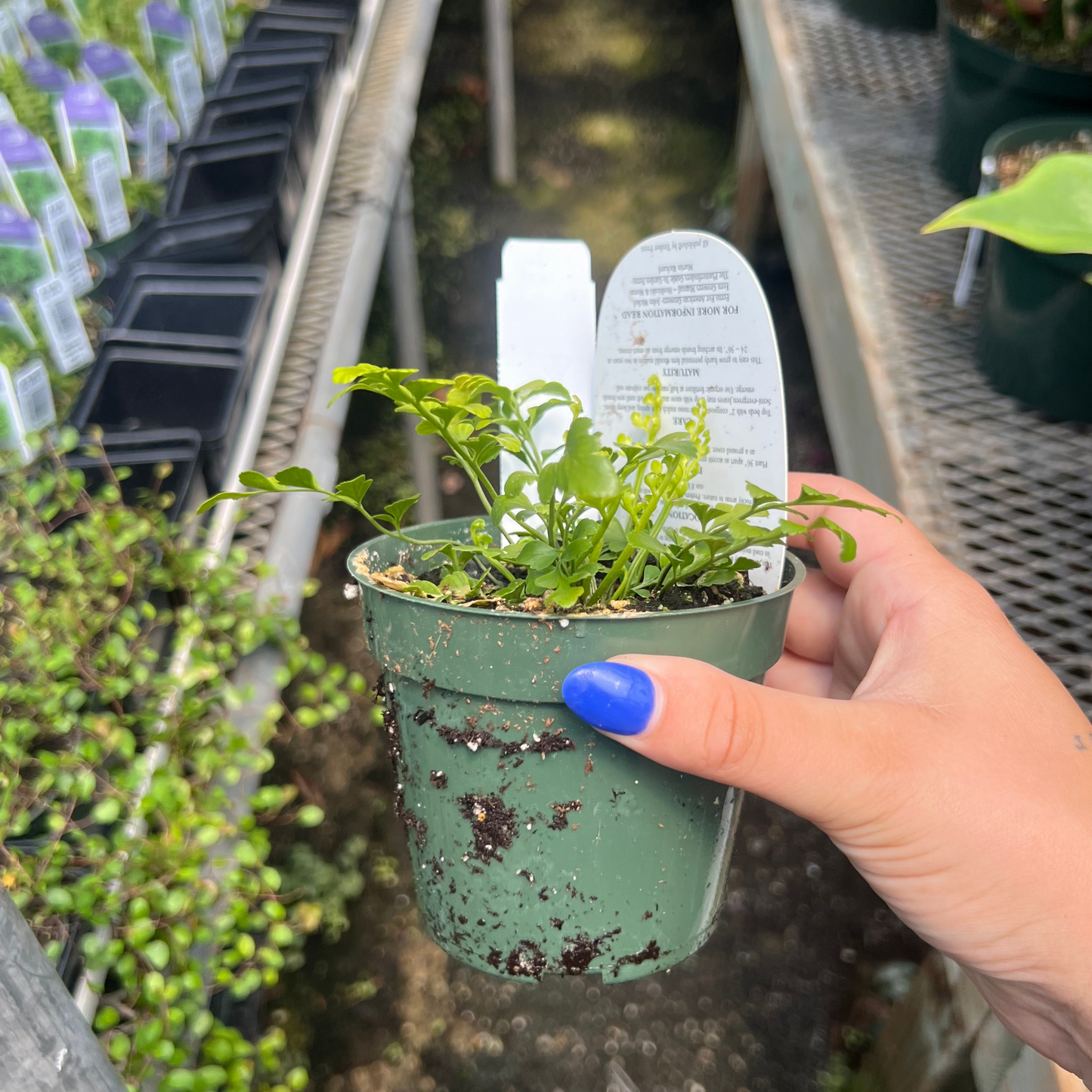 Austral Gem Fern