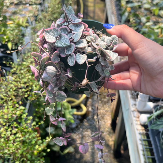 String of Hearts 'Pretty Pink'