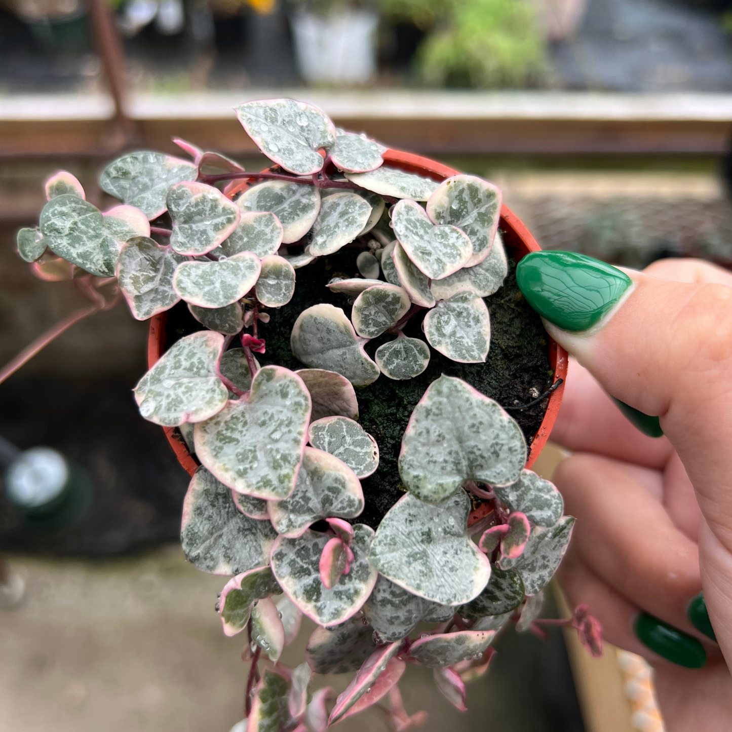 String of Hearts 'Pretty Pink'