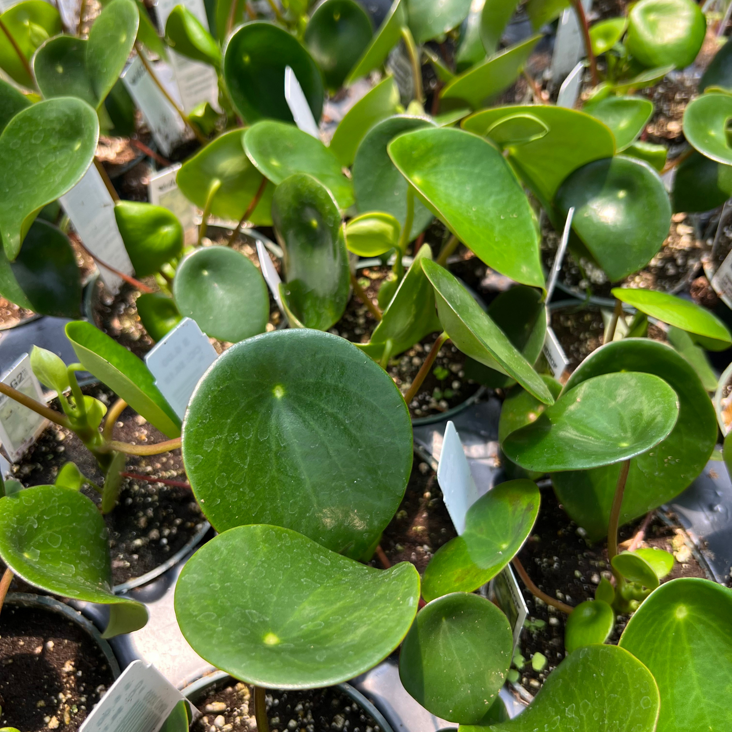 Peperomia polybotrya 'Raindrop'