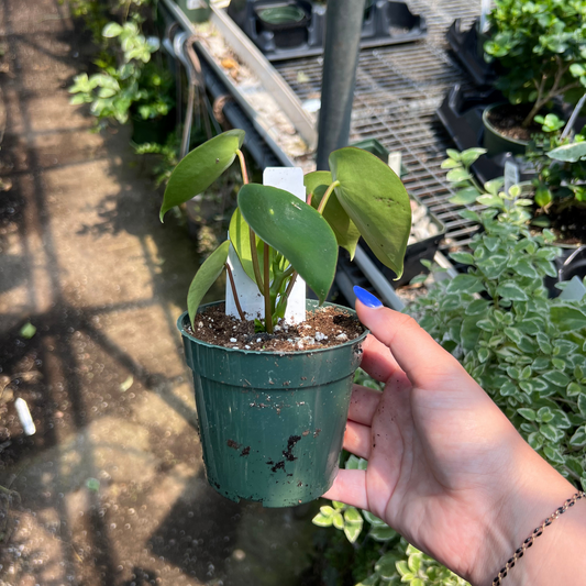 Peperomia polybotrya 'Raindrop'