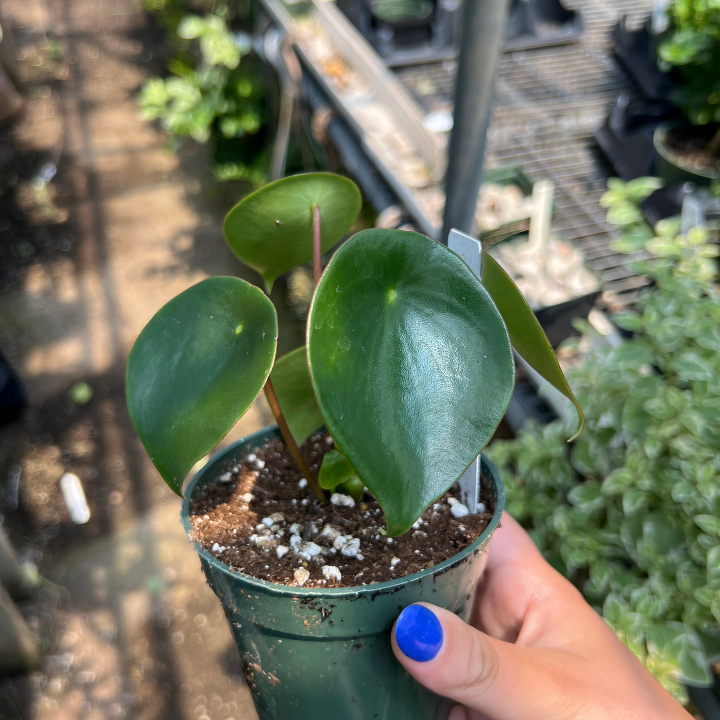 Peperomia polybotrya 'Raindrop'