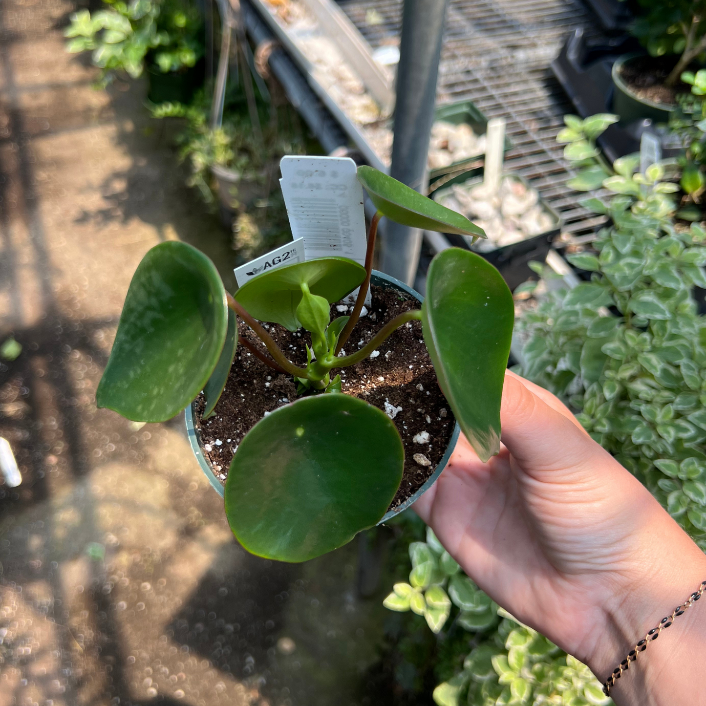 Peperomia polybotrya 'Raindrop'