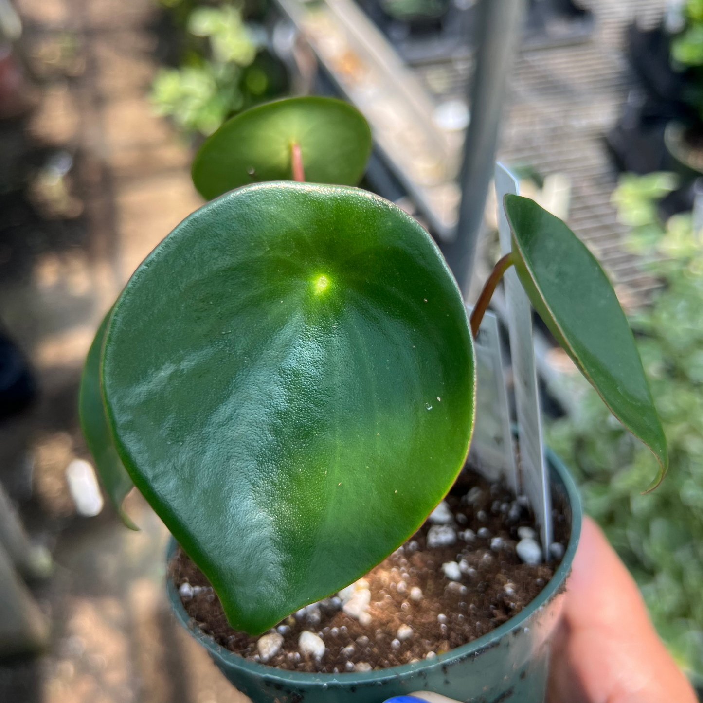 Peperomia polybotrya 'Raindrop'