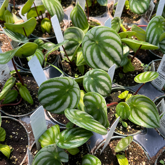 Peperomia argyreia 'Watermelon'