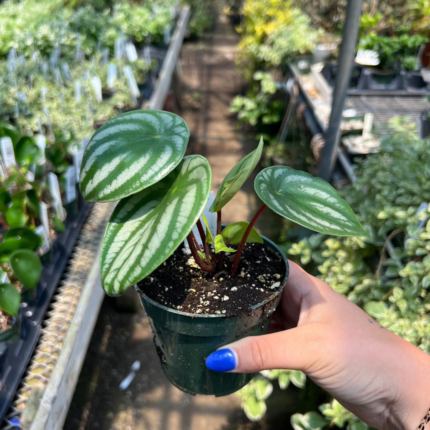 Peperomia argyreia 'Watermelon'