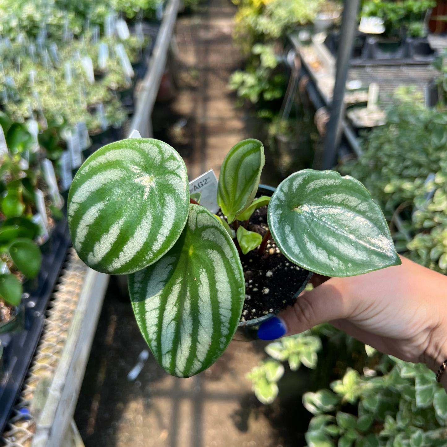 Peperomia argyreia 'Watermelon'