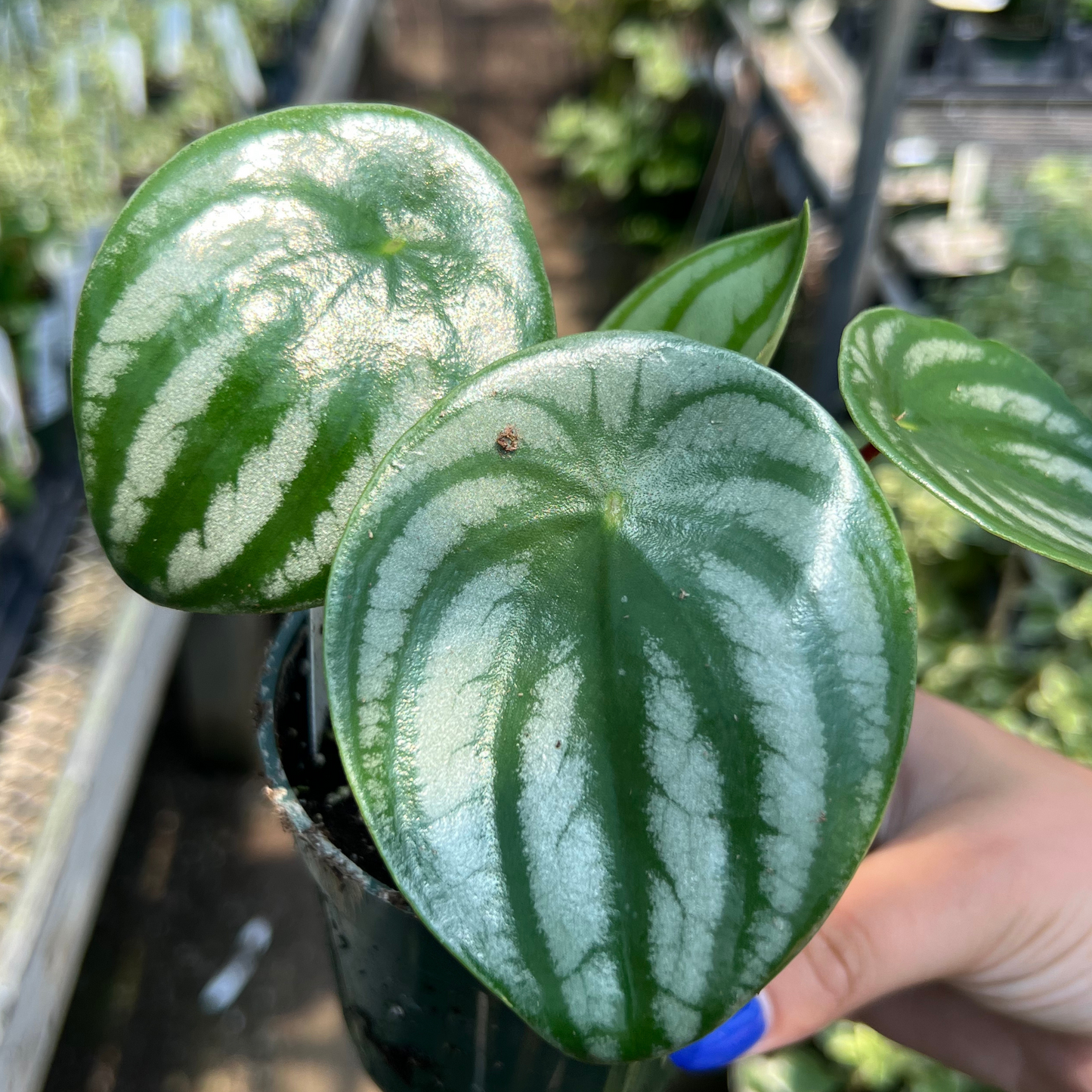 Peperomia argyreia 'Watermelon'