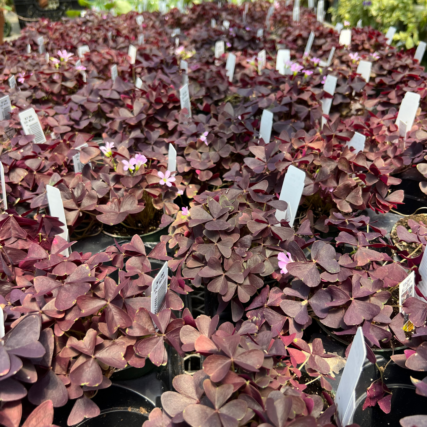 Oxalis triangularis 'Ebony Allure'