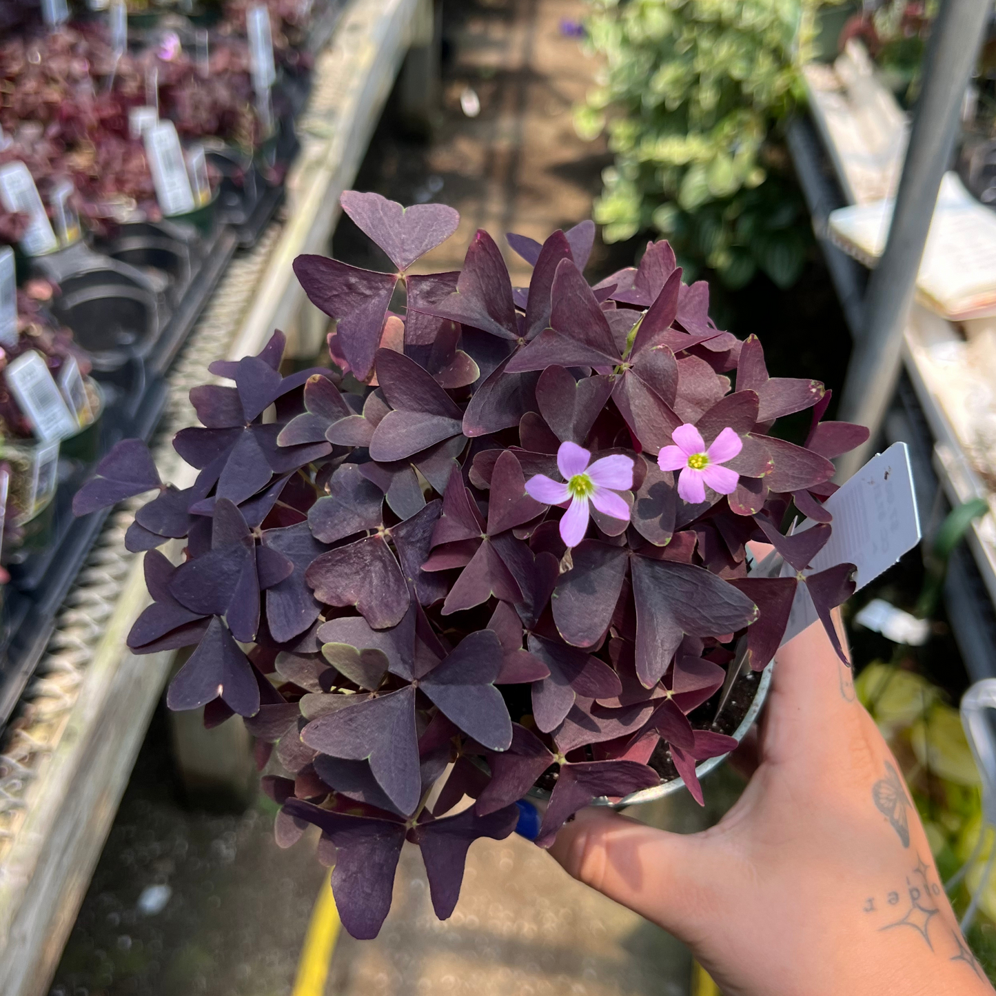 Oxalis triangularis 'Ebony Allure'