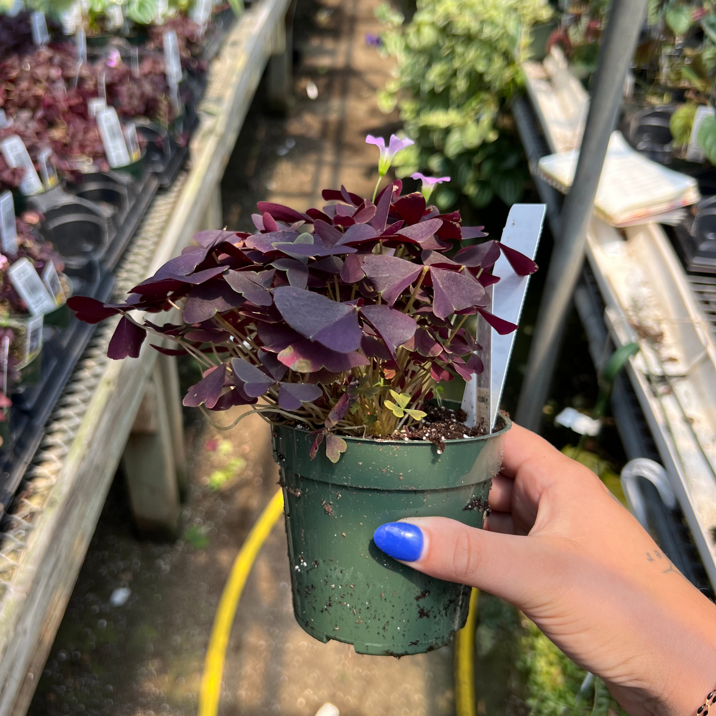 Oxalis triangularis 'Ebony Allure'