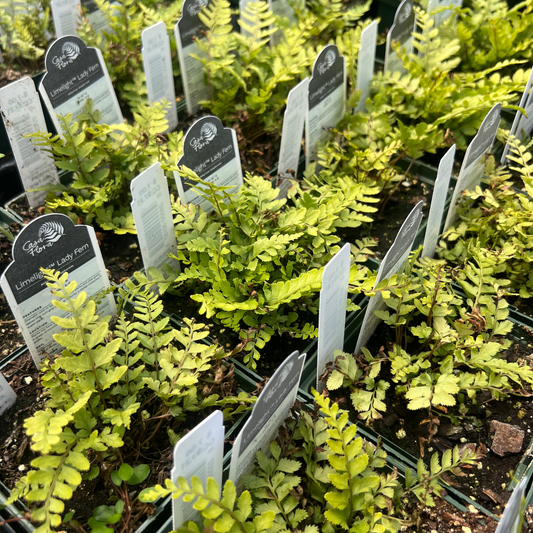 Limelight Lady Fern