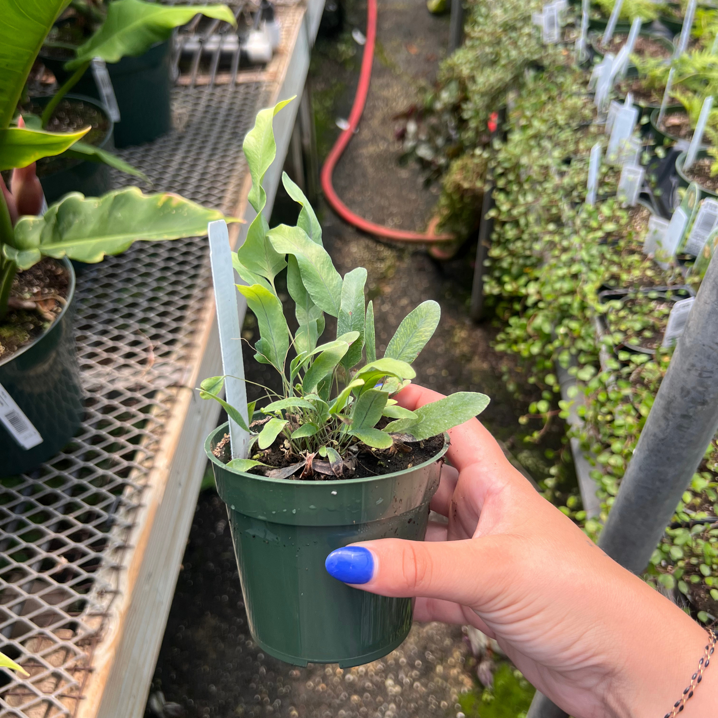 Blue Star Fern