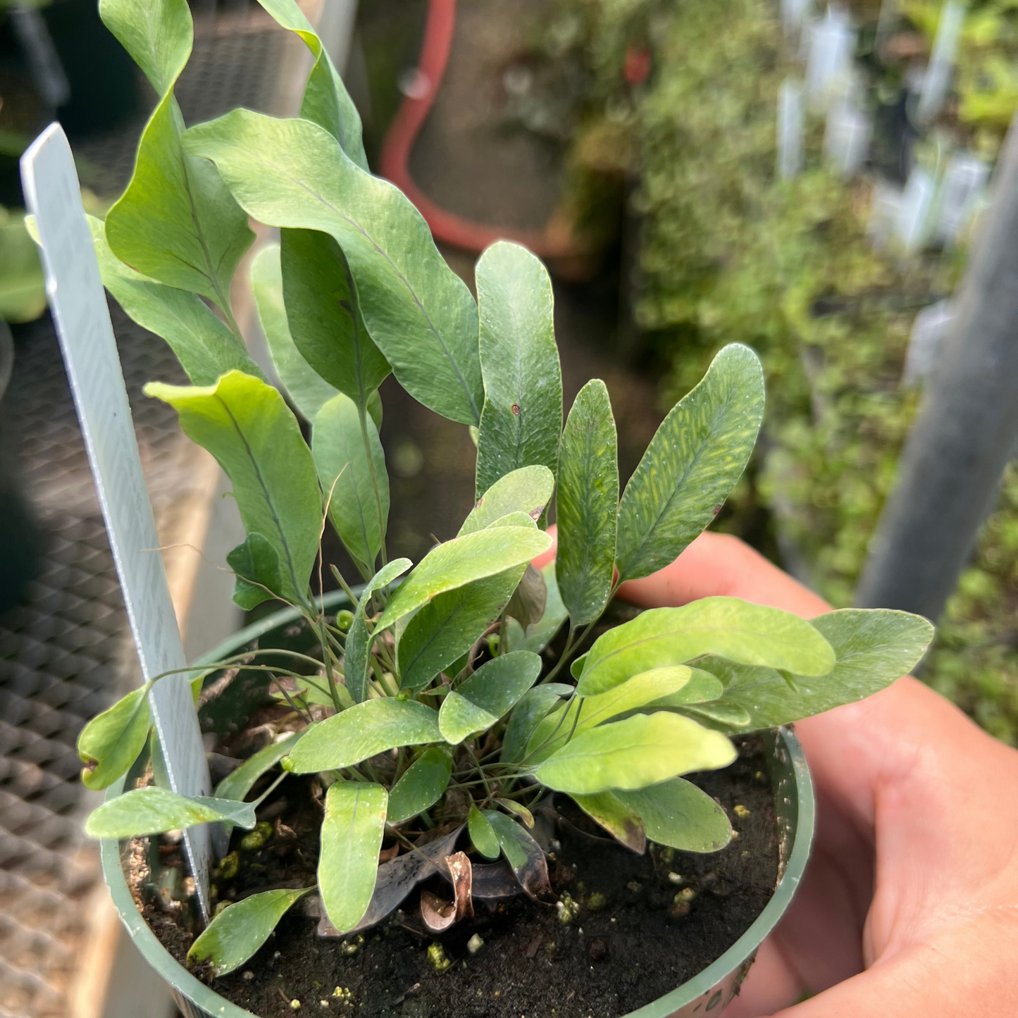 Blue Star Fern