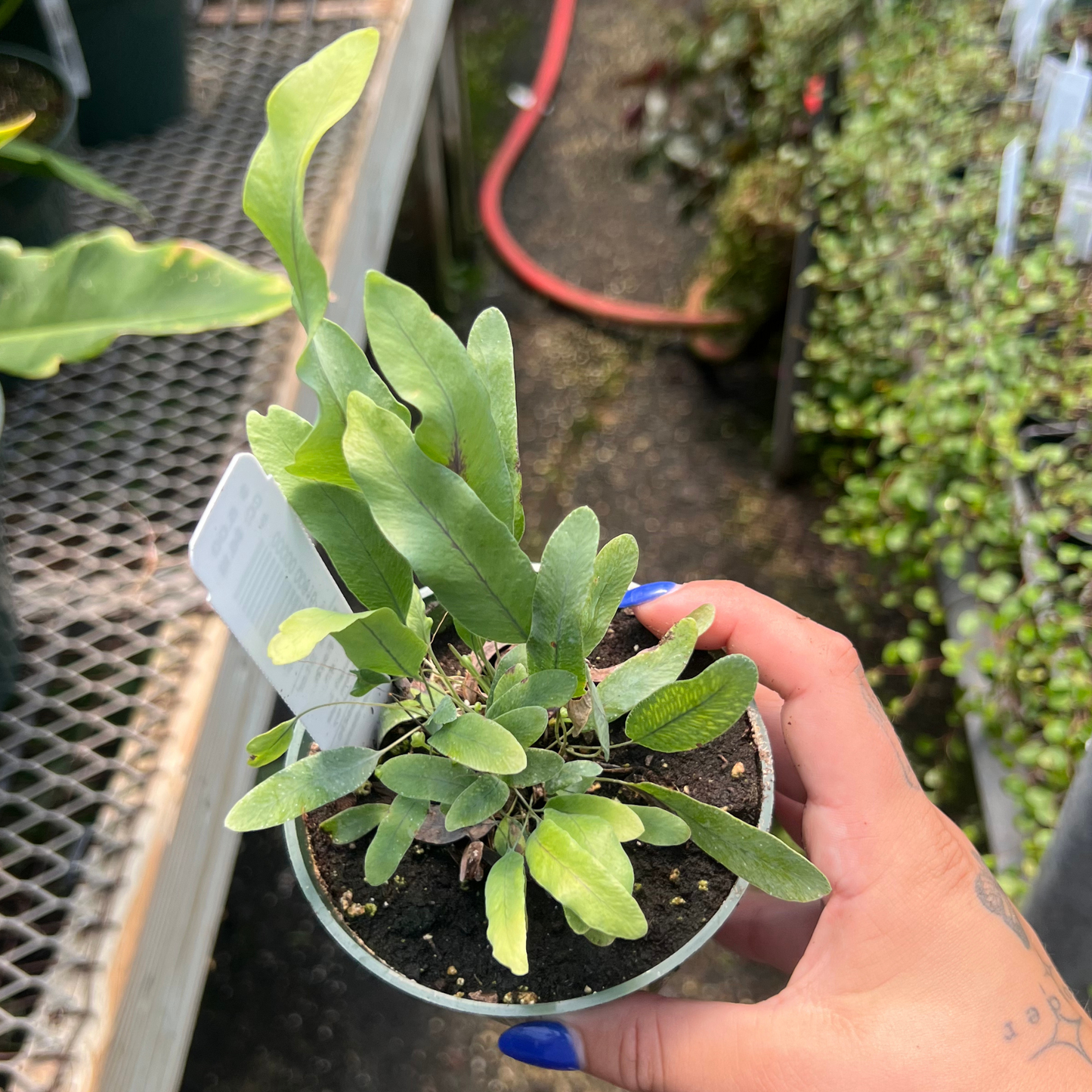 Blue Star Fern