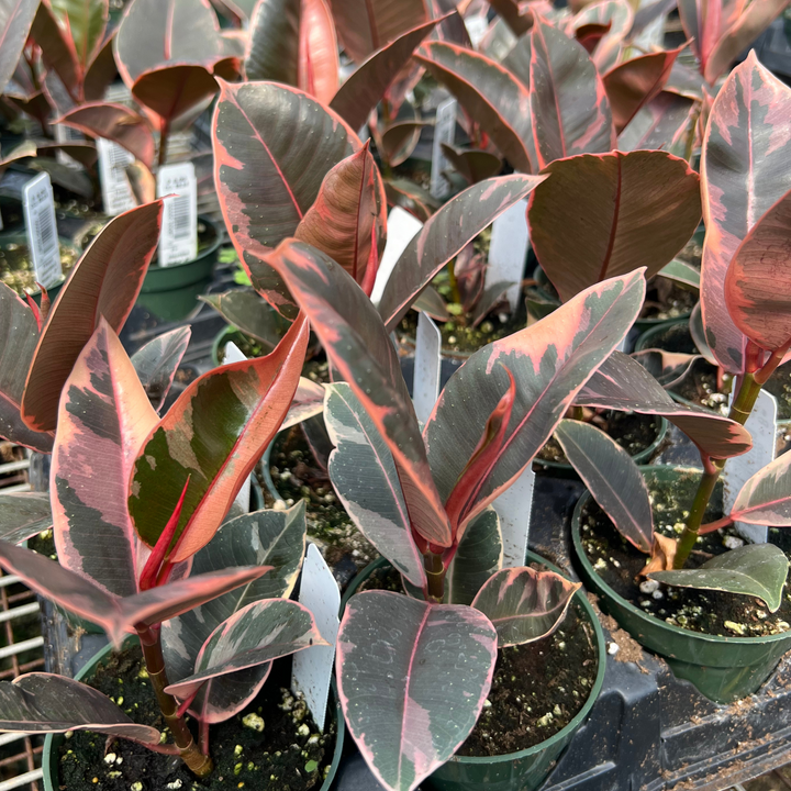 Fantastic House Plants to Bring Serenity and Harmony to Your Home
