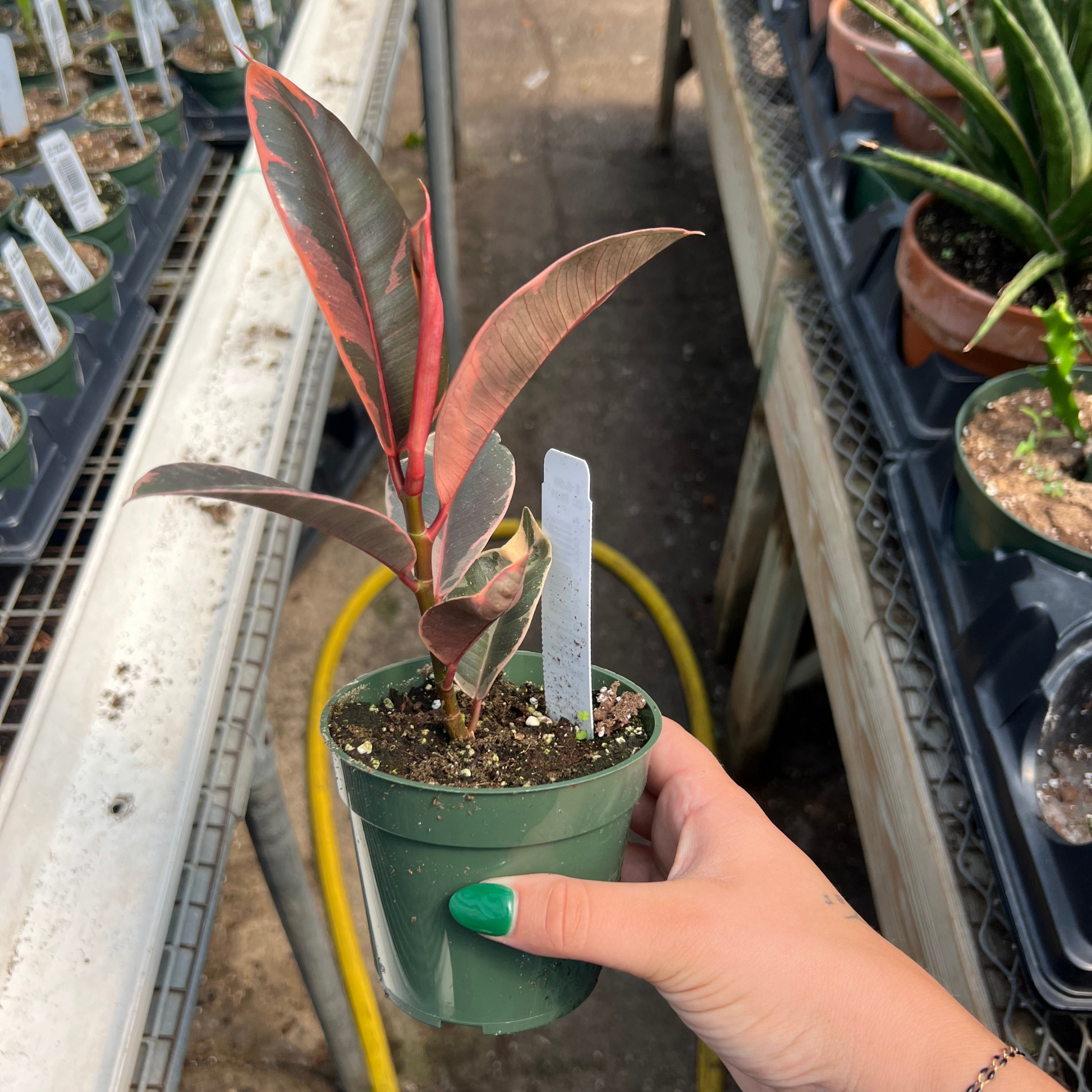 ruby rubber tree for sale Ficus elastica 'Ruby’ 4” pot