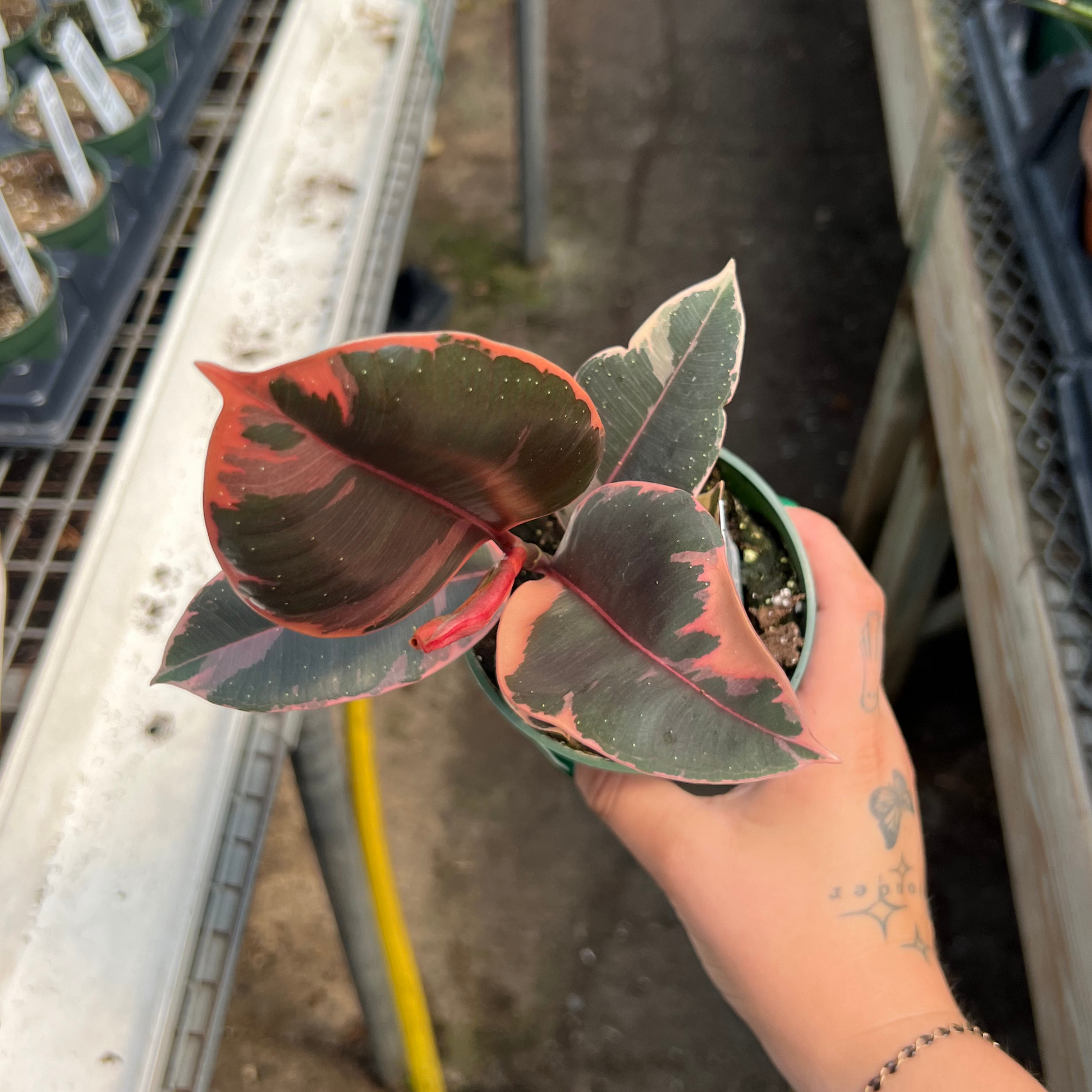rubber tree tattoo Ficus elastica 'Ruby' – Fantastic Gardens