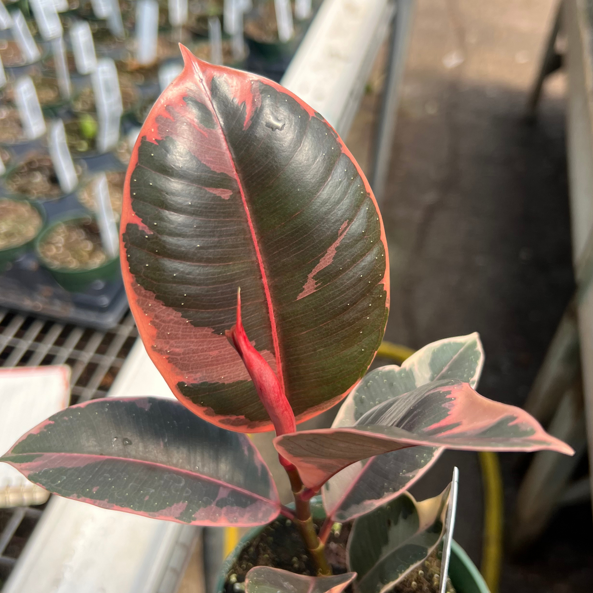 ruby plant indoor Ficus elastica 'Ruby’ 4” pot