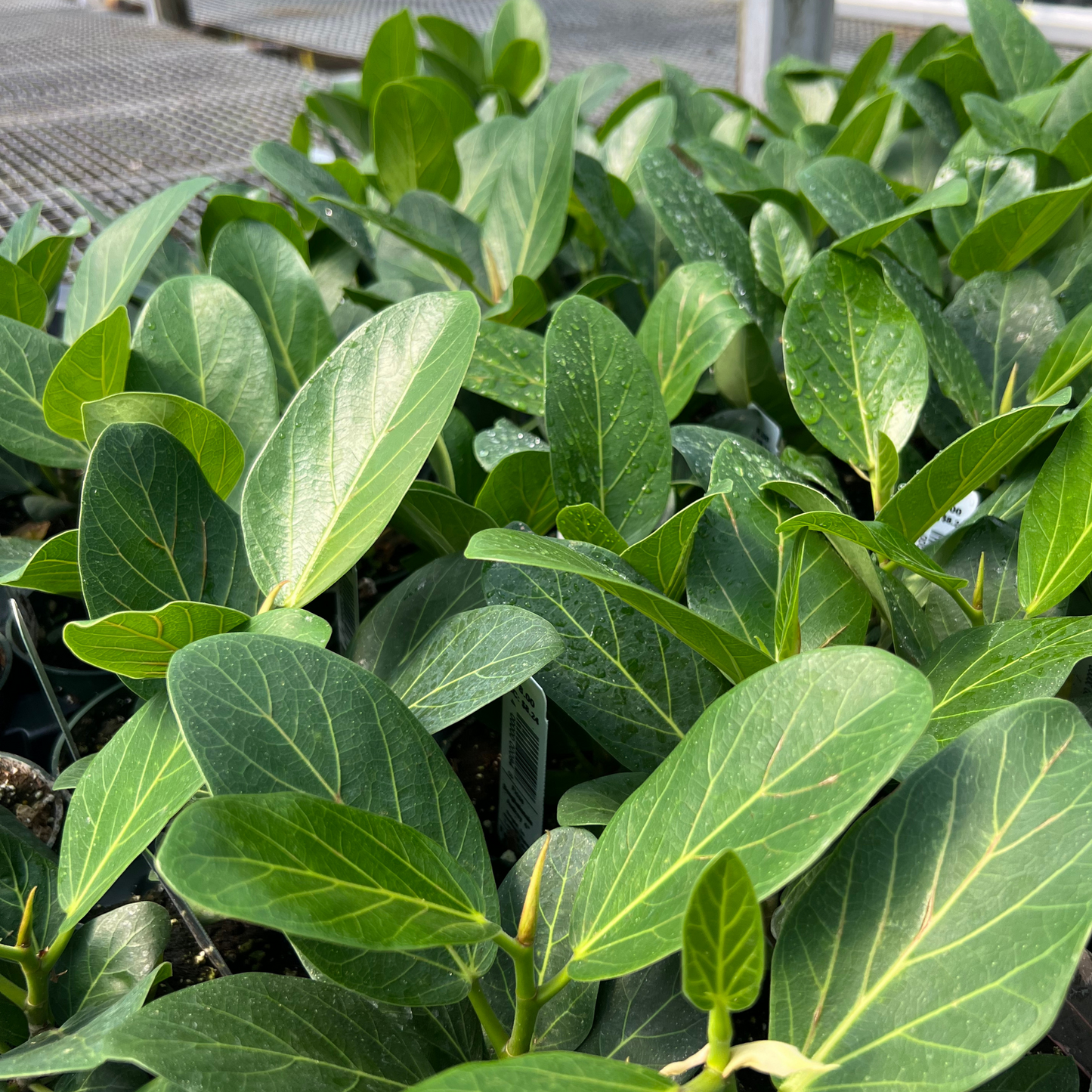 Ficus Benghalensis Audrey