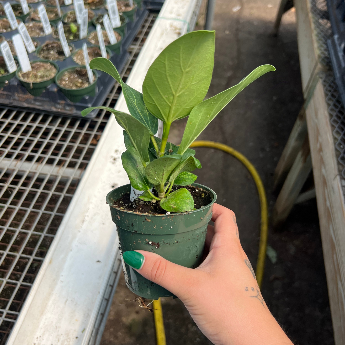 Ficus Benghalensis Audrey