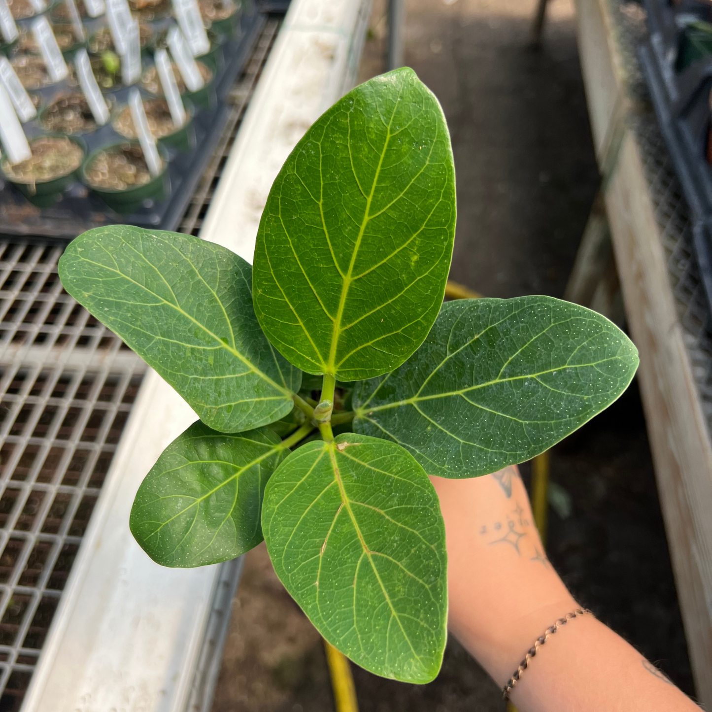 Ficus Benghalensis Audrey