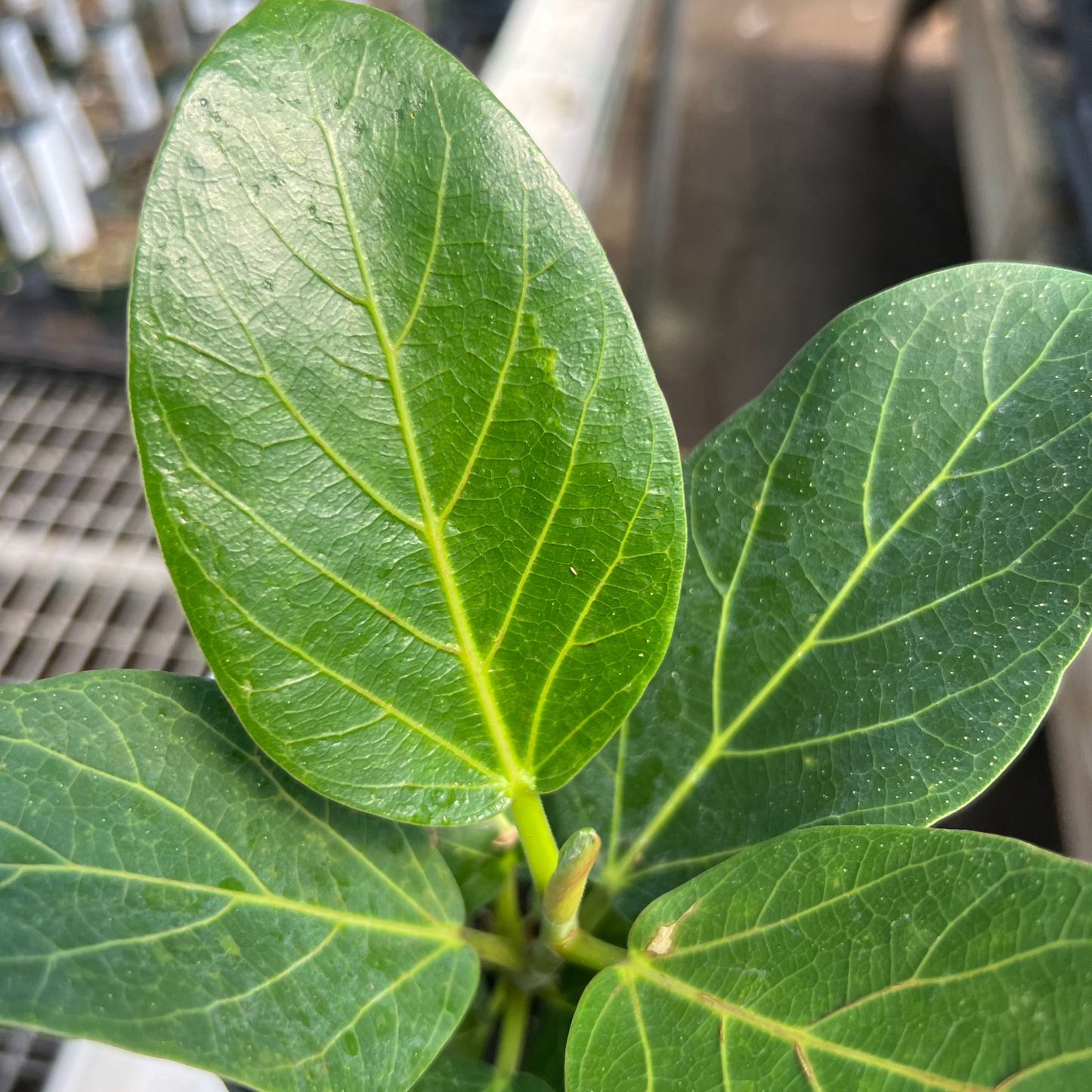 Ficus Benghalensis Audrey