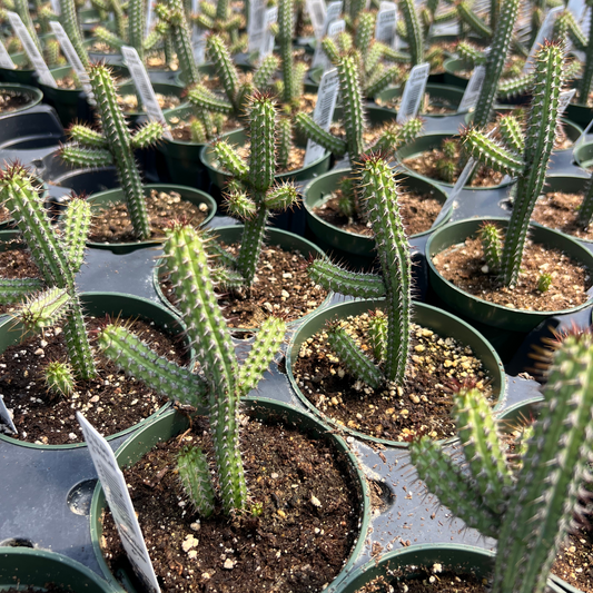 Euphorbia baioensis