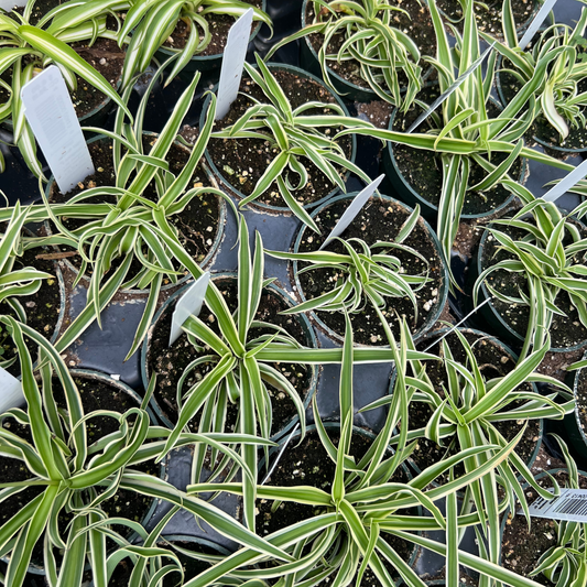 Reverse Variegated Spider Plant