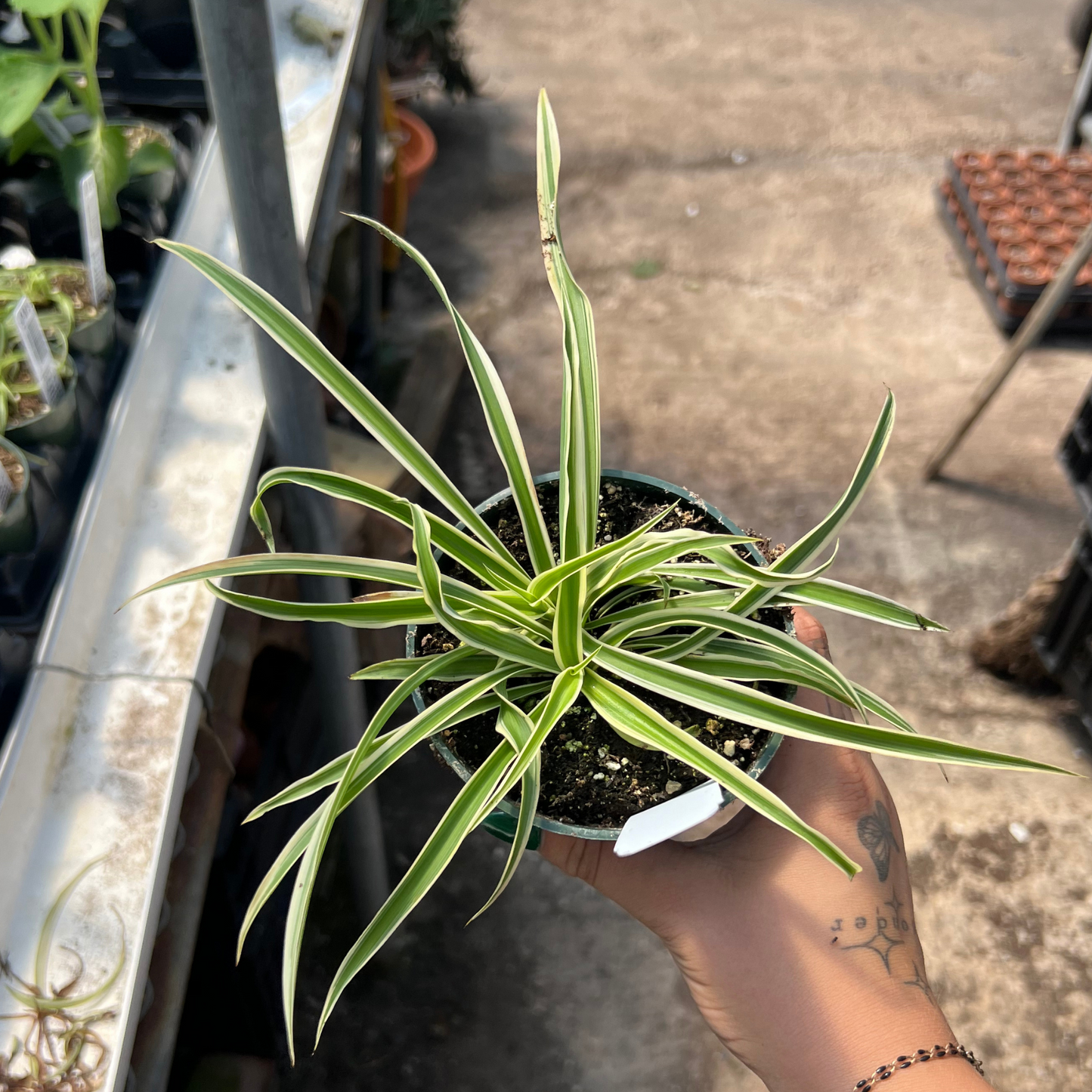 Reverse Variegated Spider Plant