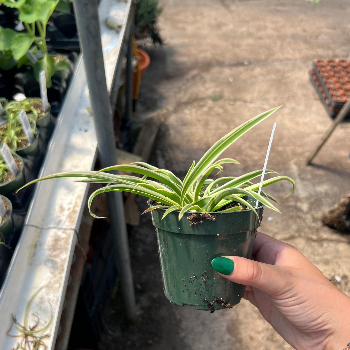 Reverse Variegated Spider Plant