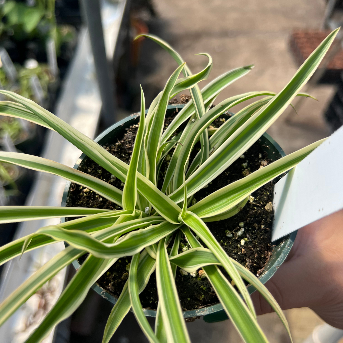 Reverse Variegated Spider Plant