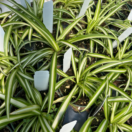 Variegated Spider Plant