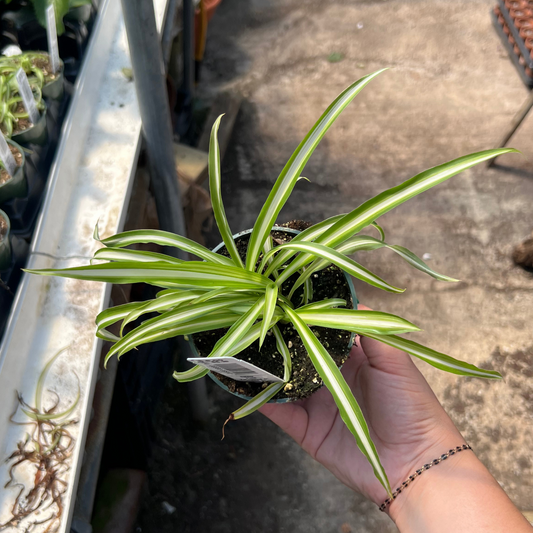 Variegated Spider Plant