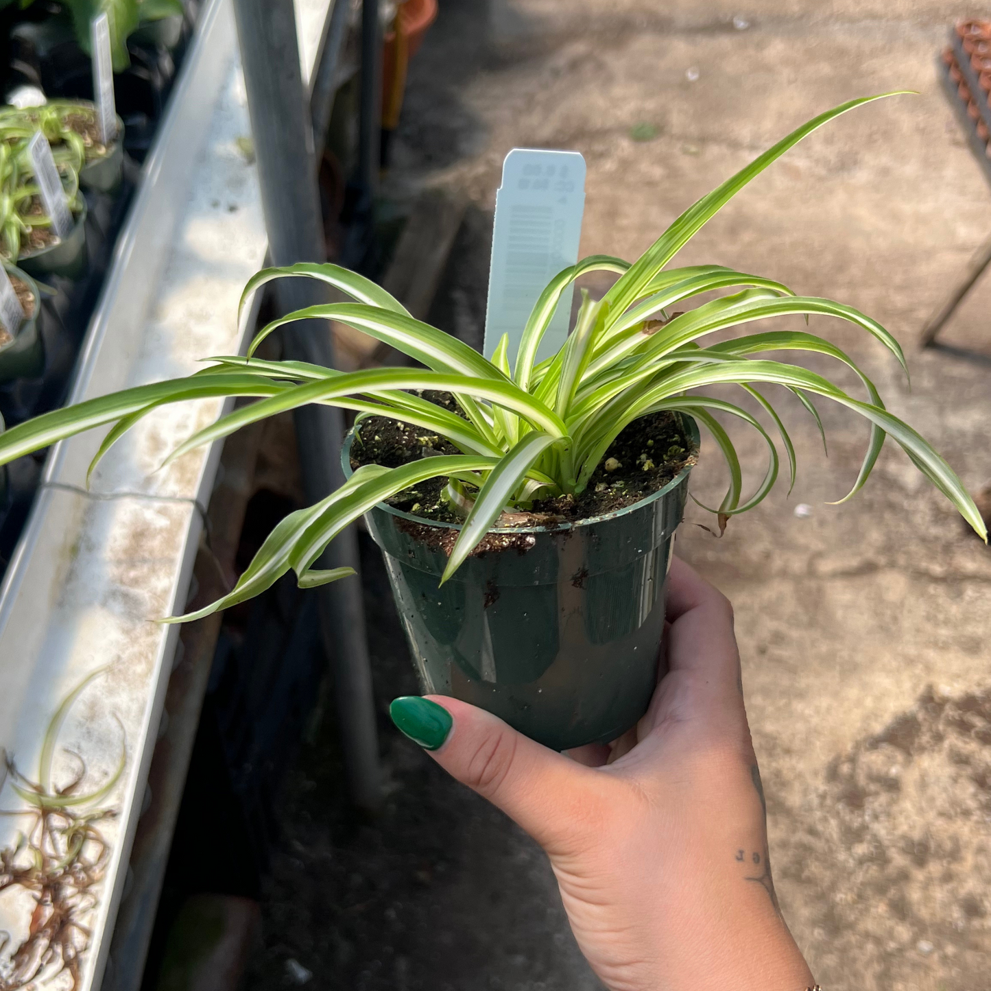 Variegated Spider Plant