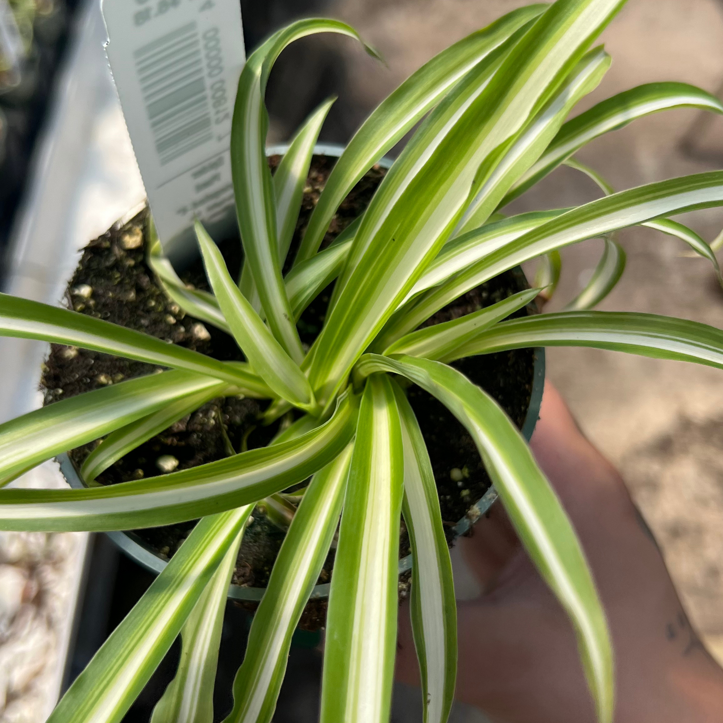 Variegated Spider Plant