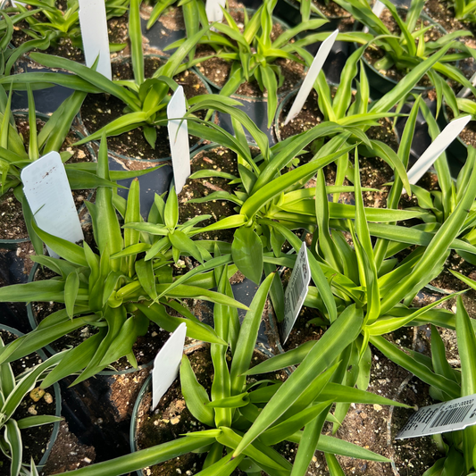 Green Spider Plant