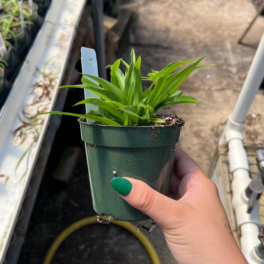 Green Spider Plant