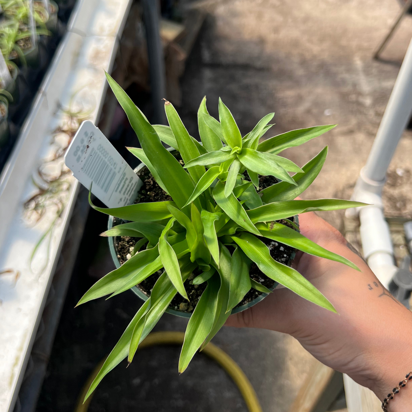 Green Spider Plant