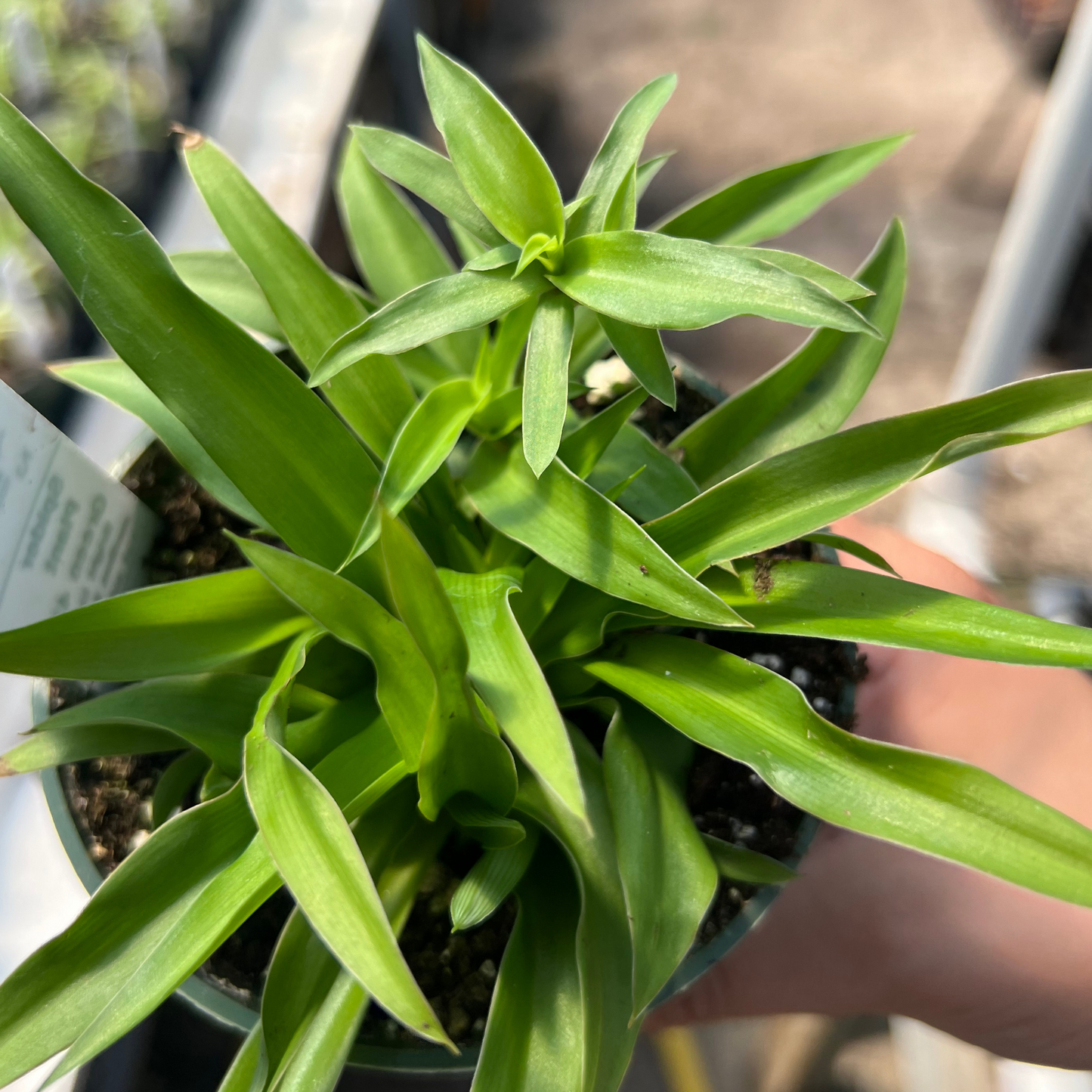 Green Spider Plant