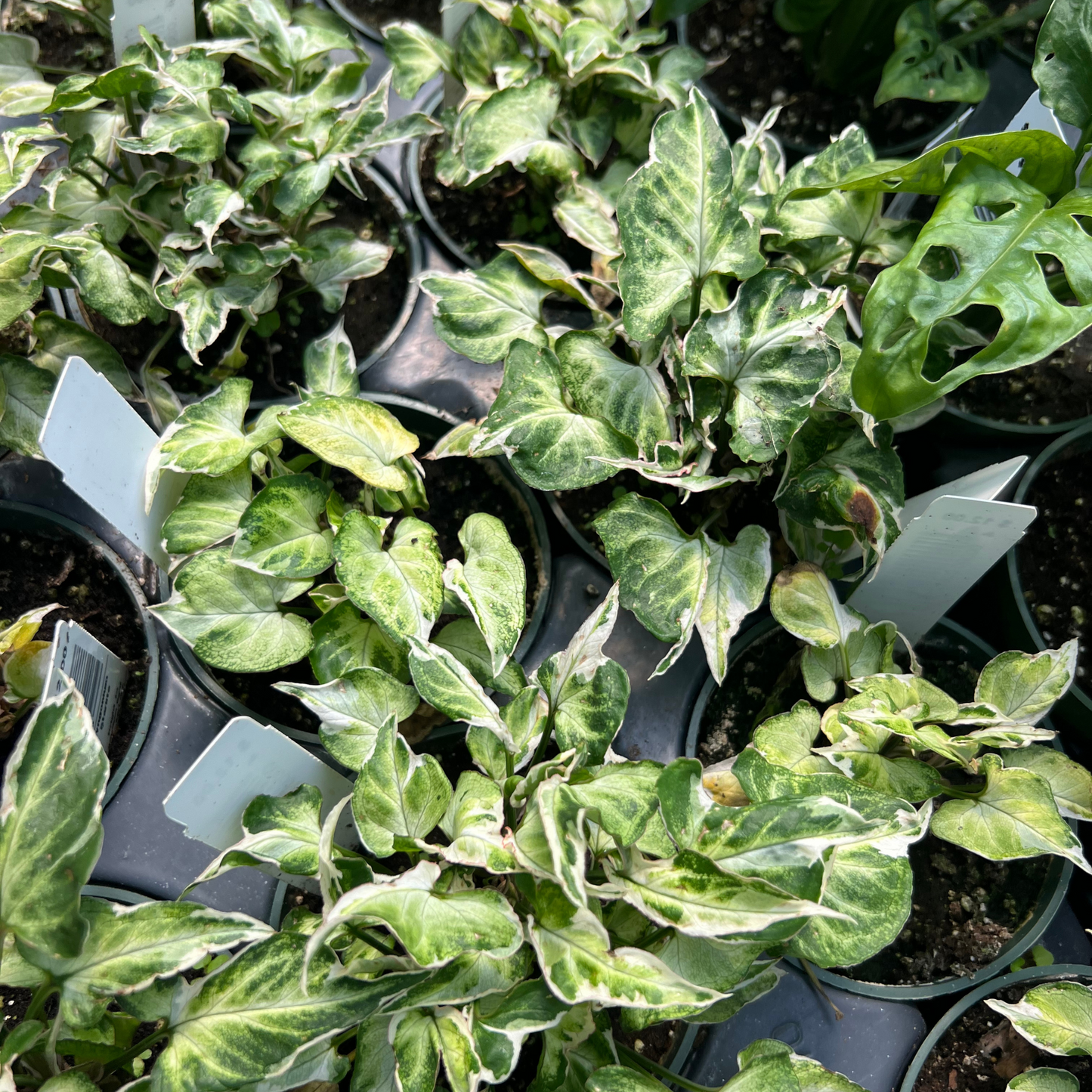 Syngonium podophyllum 'Starlite'