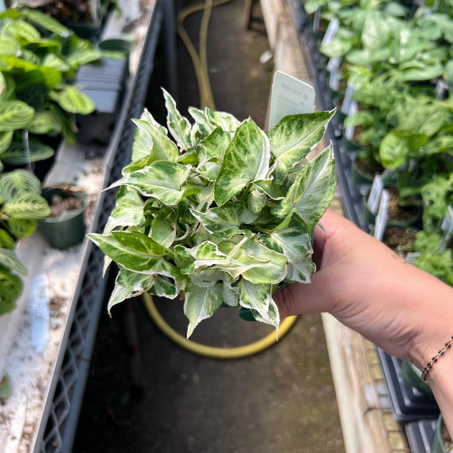 Syngonium podophyllum 'Starlite'