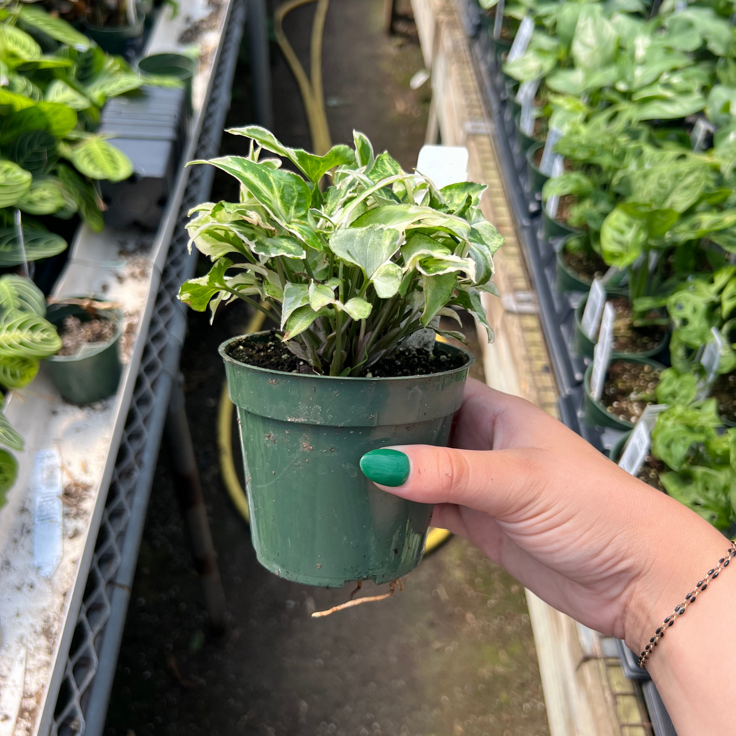 Syngonium podophyllum 'Starlite'