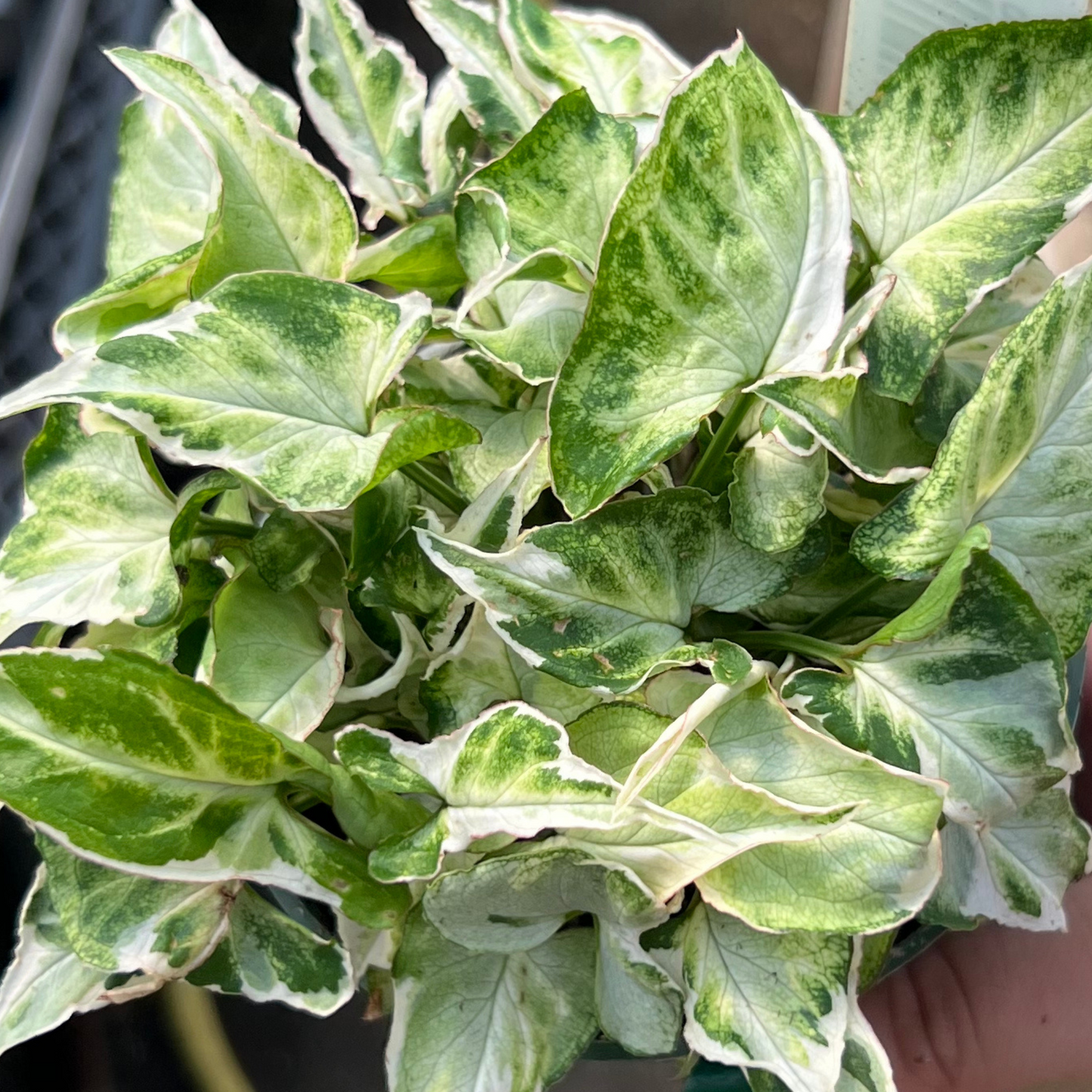 Syngonium podophyllum 'Starlite'