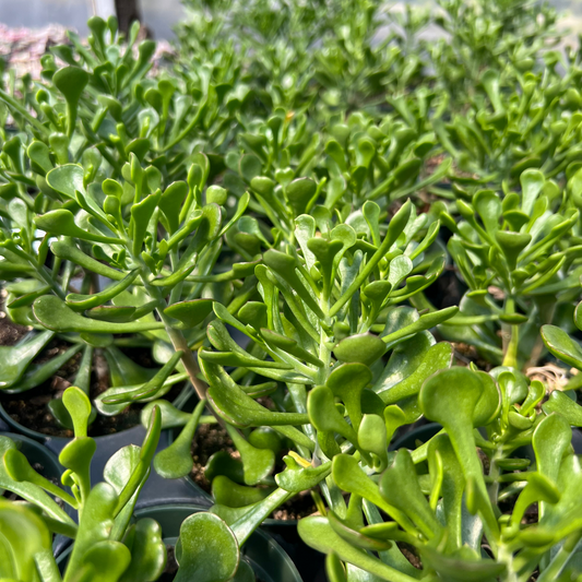 Kalanchoe arborescens